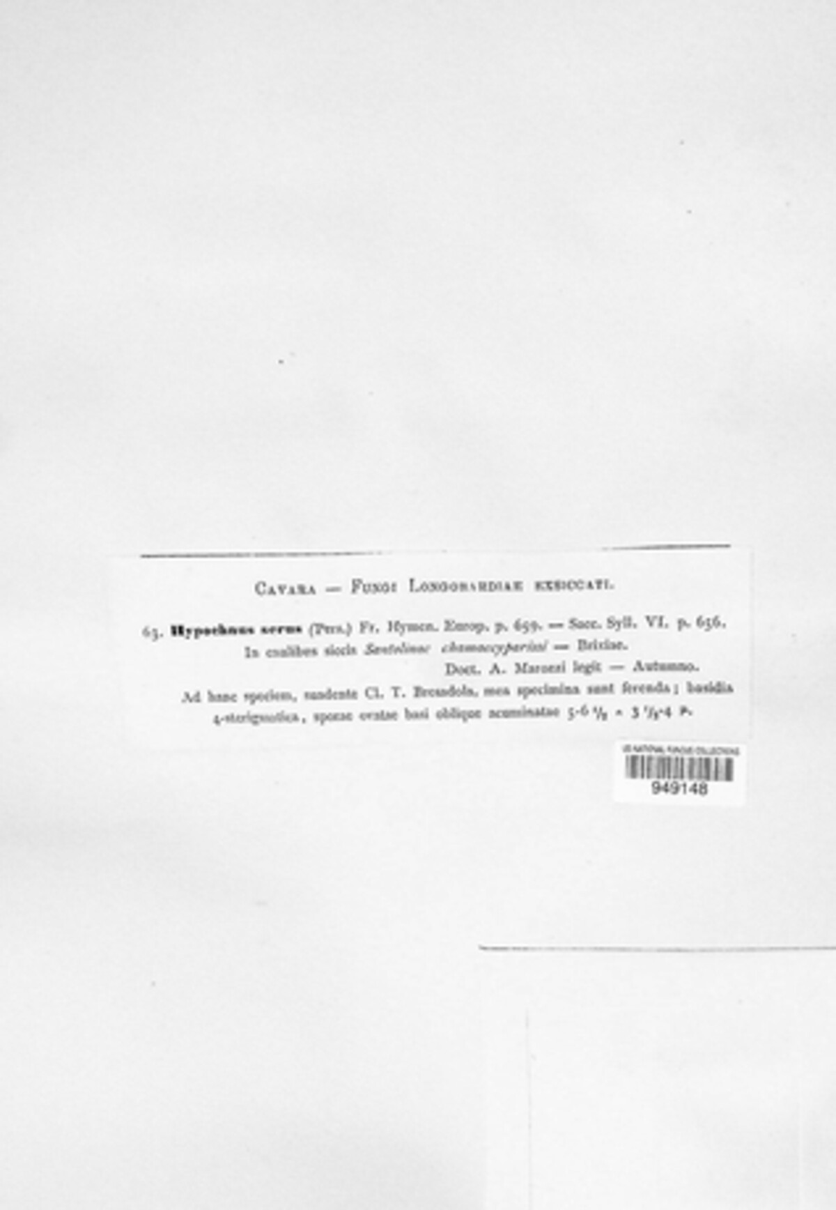 Lyomyces sambuci image